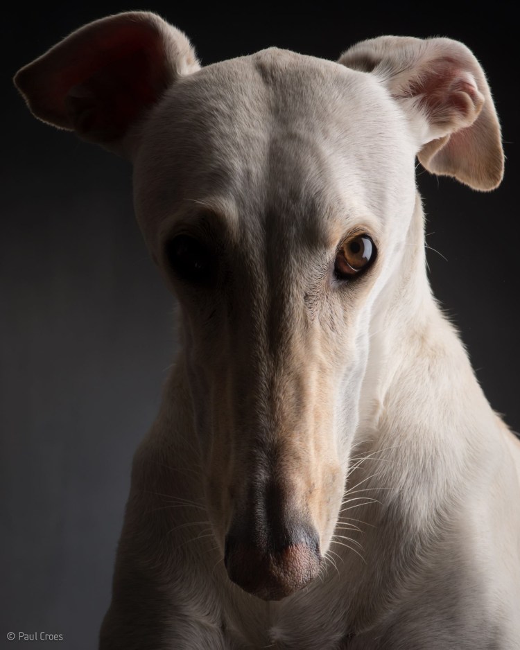 Борзые гладкошерстный собаки