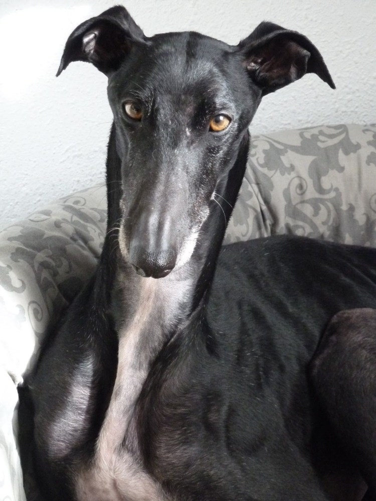 Борзая Уиппет черная