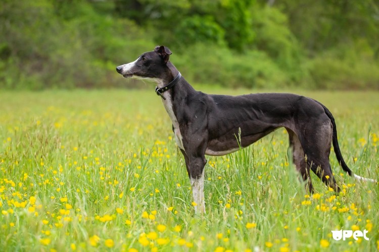 Борзая собака гладкошерстная
