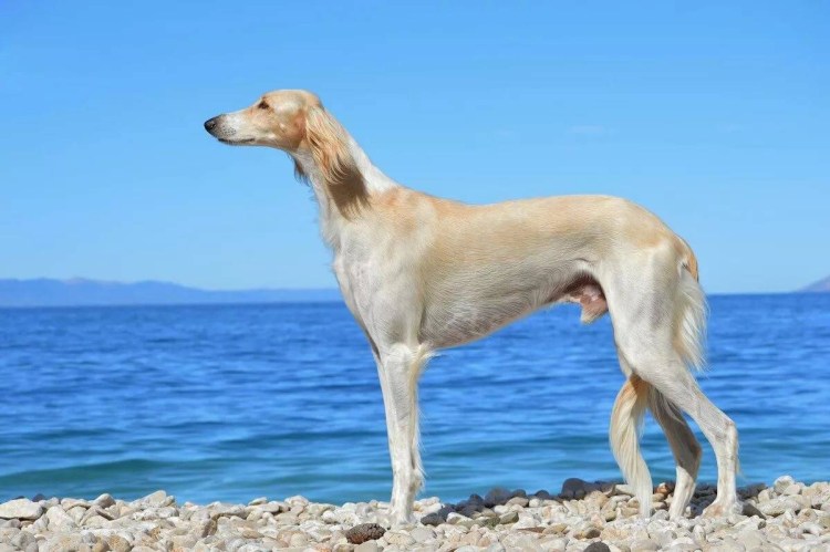 Гончая салюки