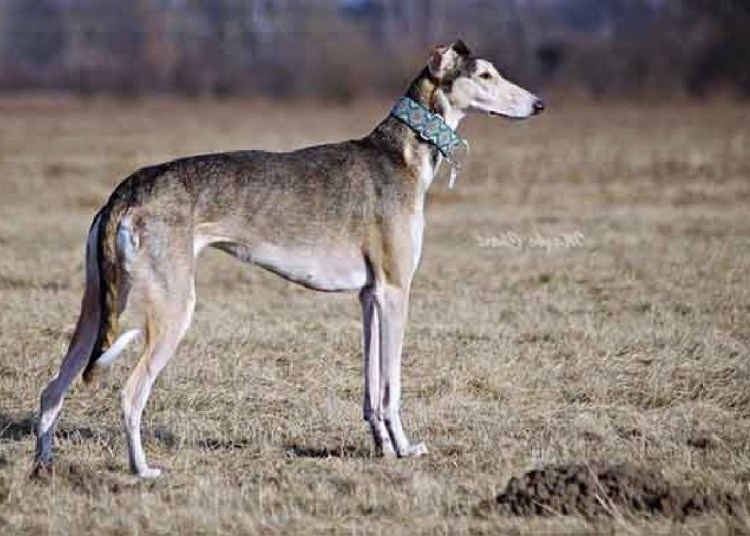 Хортая борзая гончая