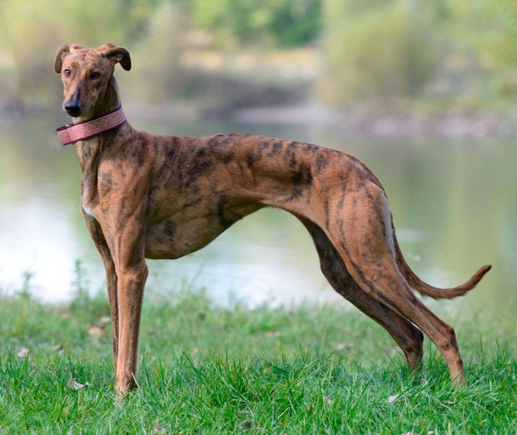 Хортая борзая гончая