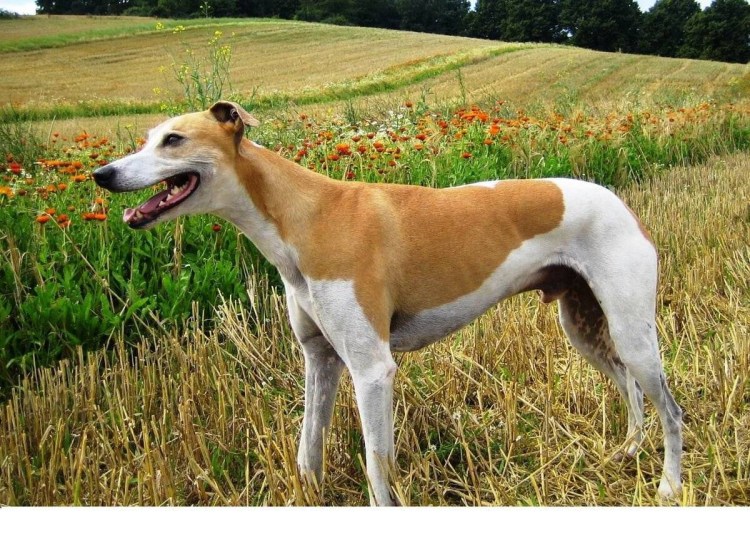 Мадьяр-агар венгерская борзая