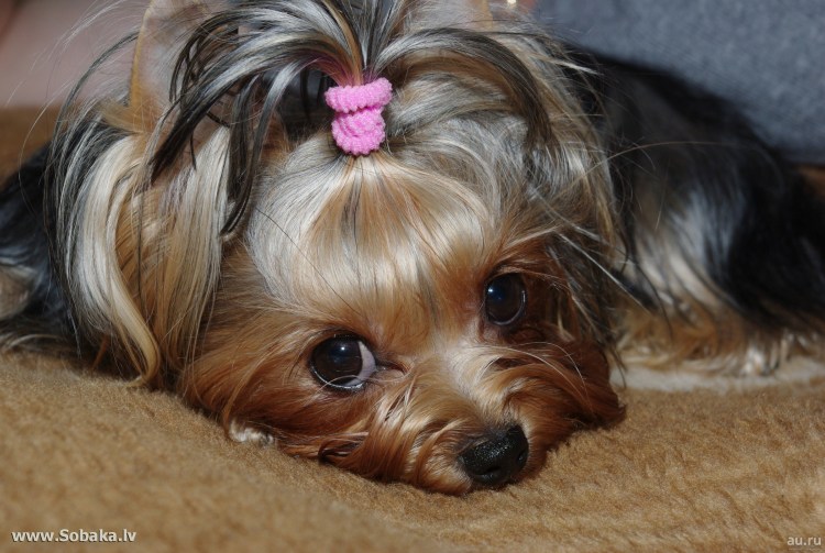 Йорик терьер