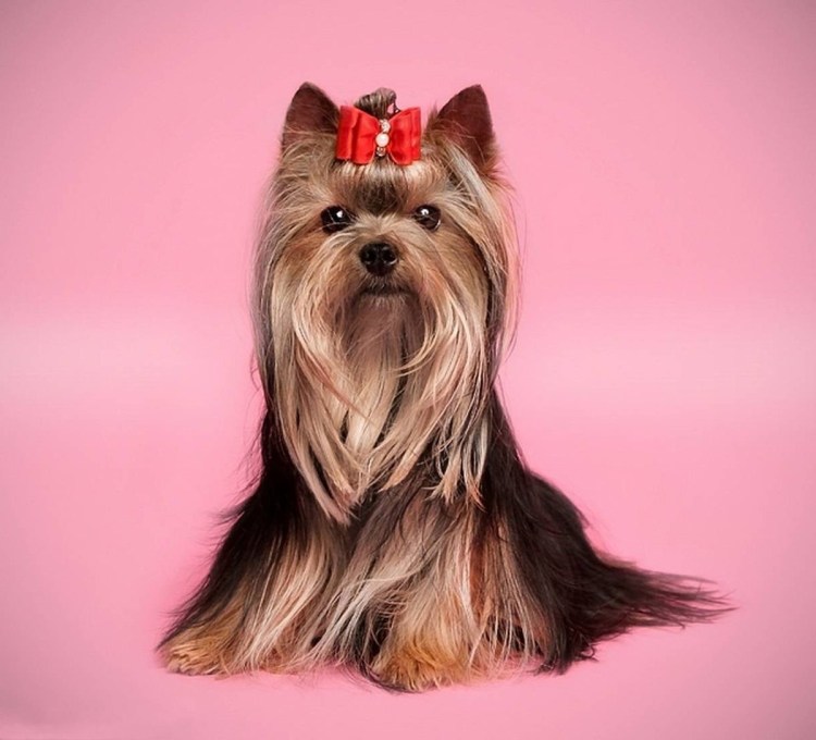 Йоркшир терьер