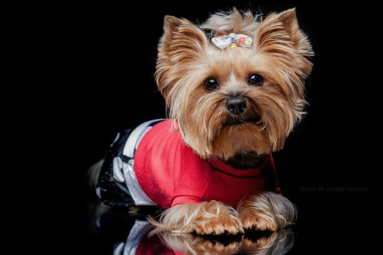 Йоркширский терьер Вива