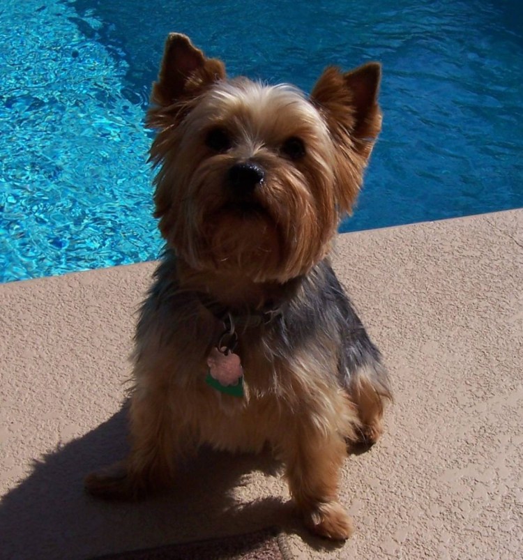 Йоркширский терьер