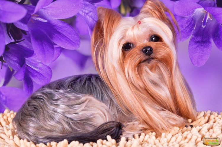 Йоркширский терьер мини