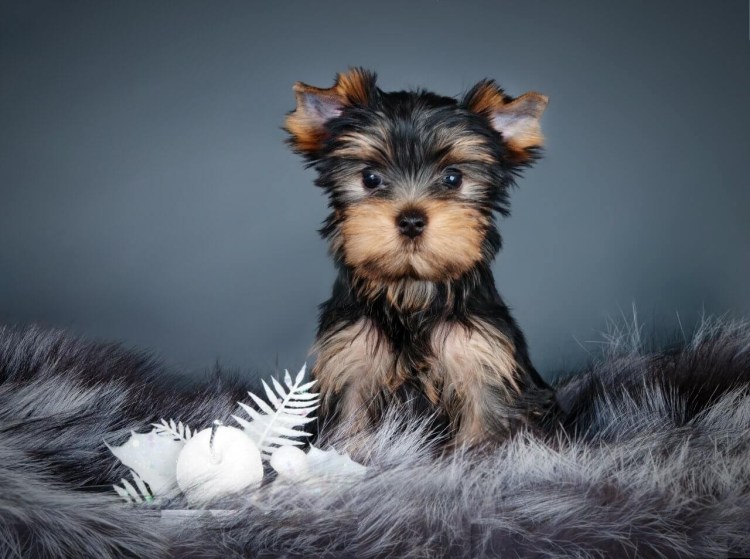 Ершистый терьер щенки
