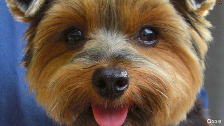 Глаза йоркширского терьера