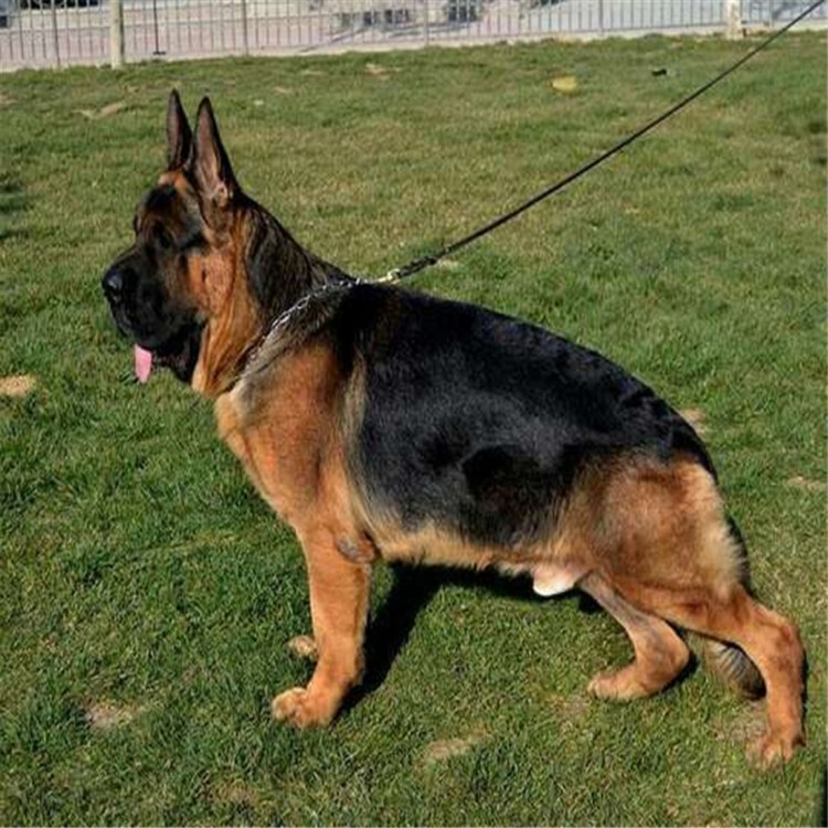 Китайская немецкая овчарка