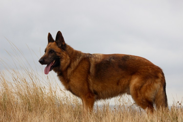 Овчарка Сарлууз Вульфхаунд