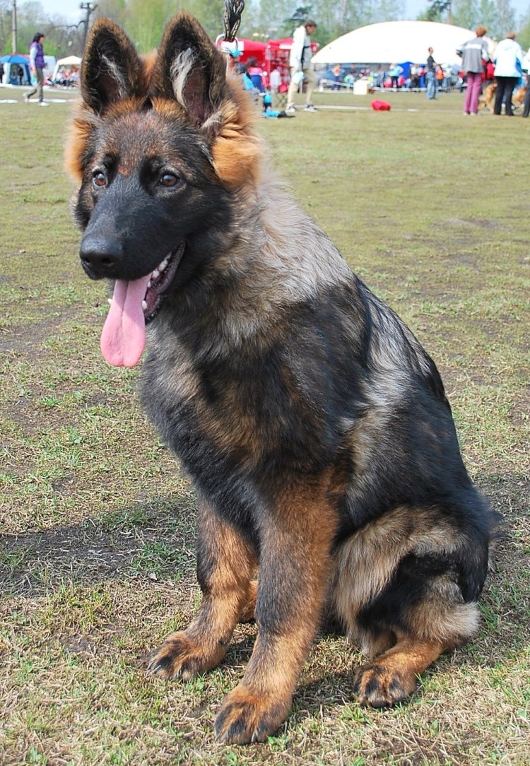 Китайская немецкая овчарка