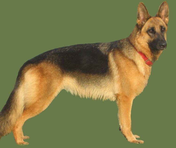 Экстерьерная немецкая овчарка