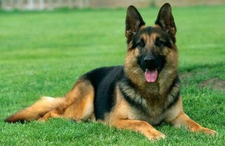 Герман Шепард порода собак