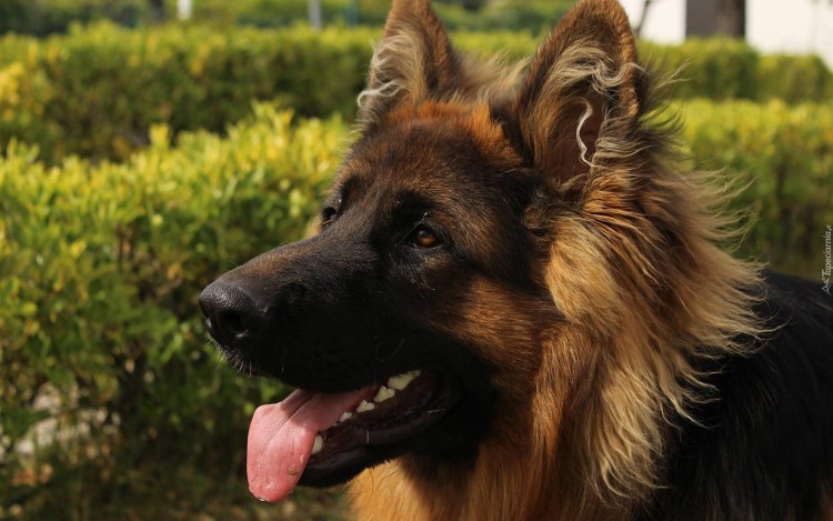 Бауэр немецкая овчарка