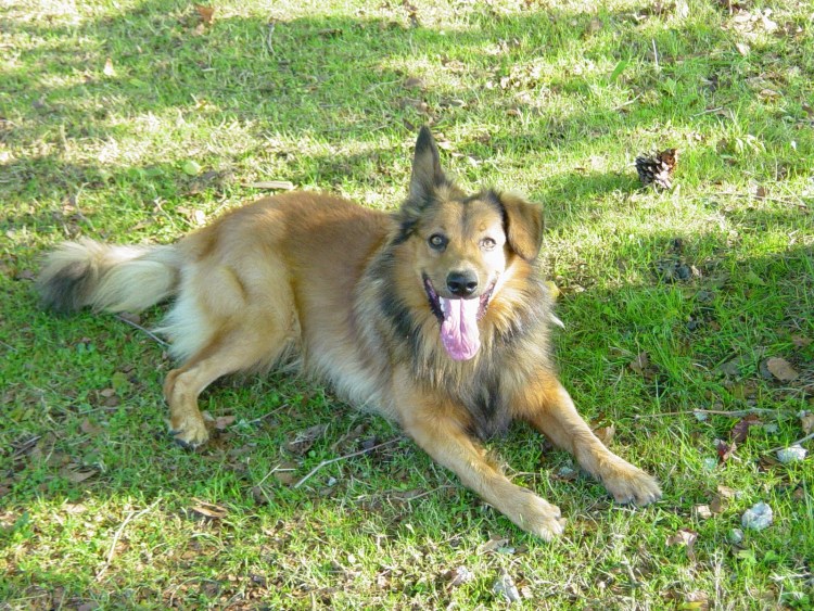 Гарафийская овчарка