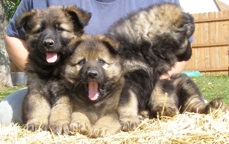 Немецкая сторожевая овчарка