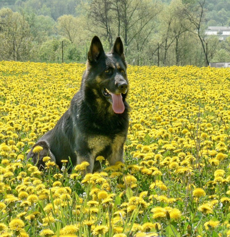 Немецкая овчарка гера