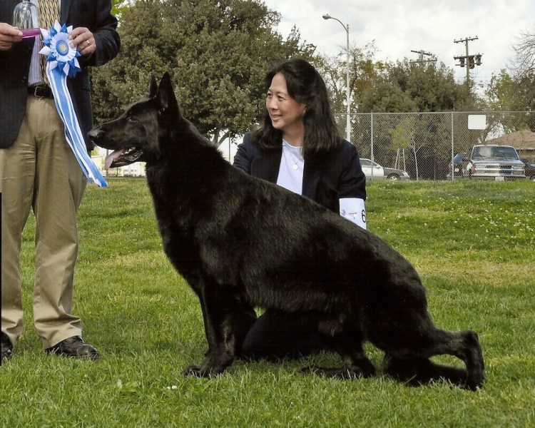 Черная китайская овчарка