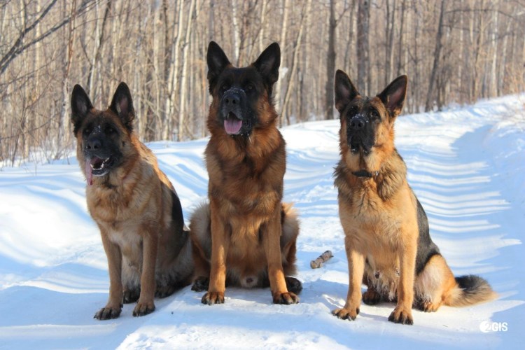 Питомник ирендорф немецких овчарок