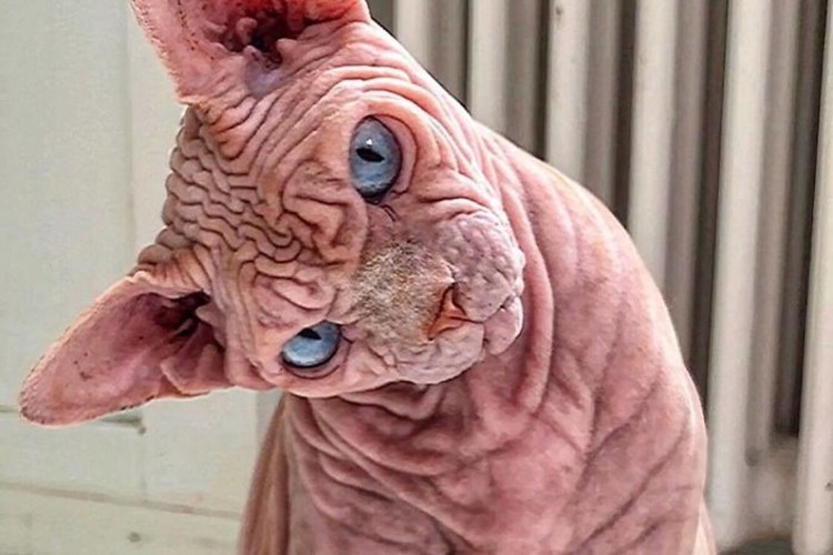 Злой кот Джуно