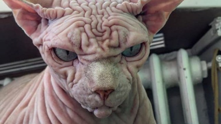 Кот оборотень Ликой