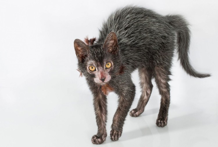 Порода кошек Ликой