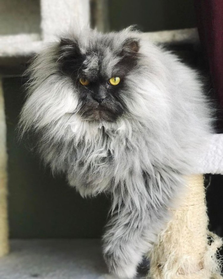 Кохона сфинкс