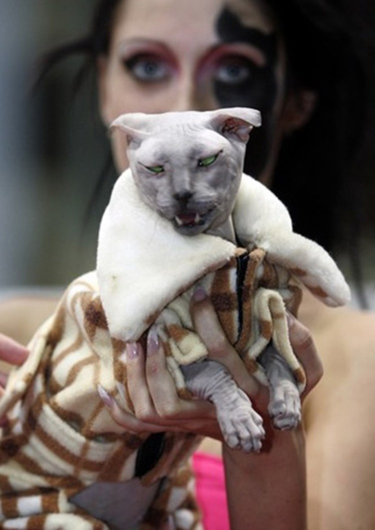 Страшный кот