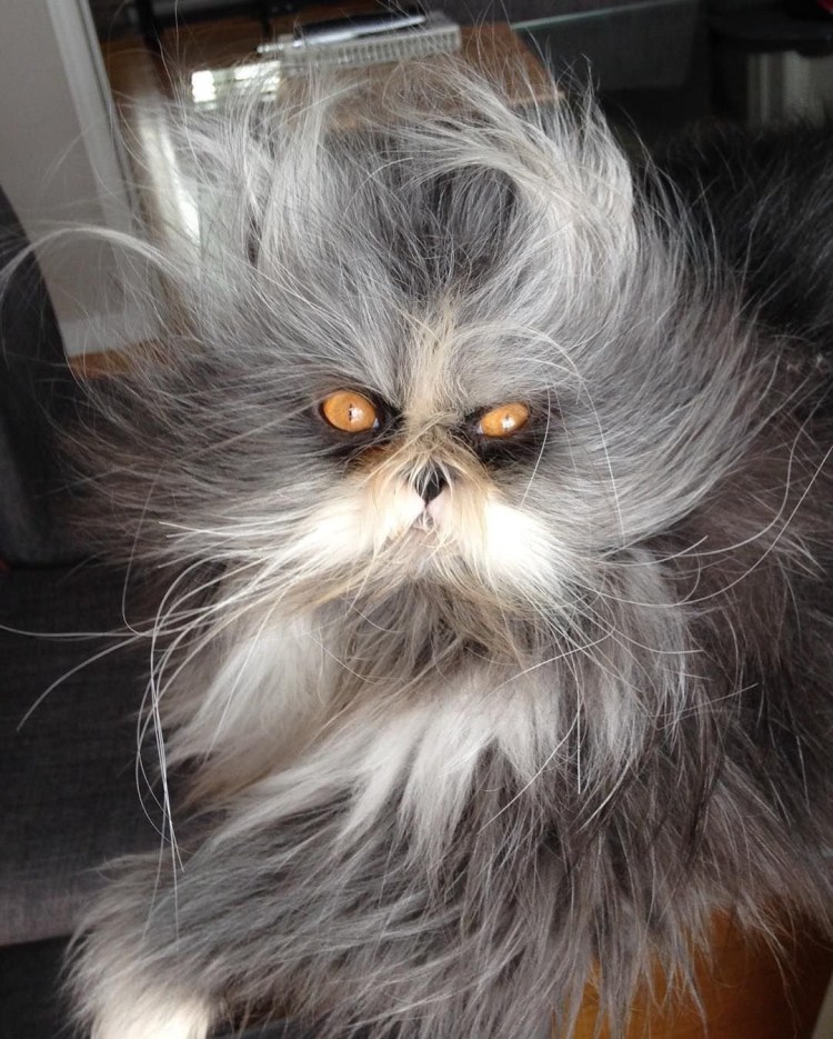 Страшный кот порода