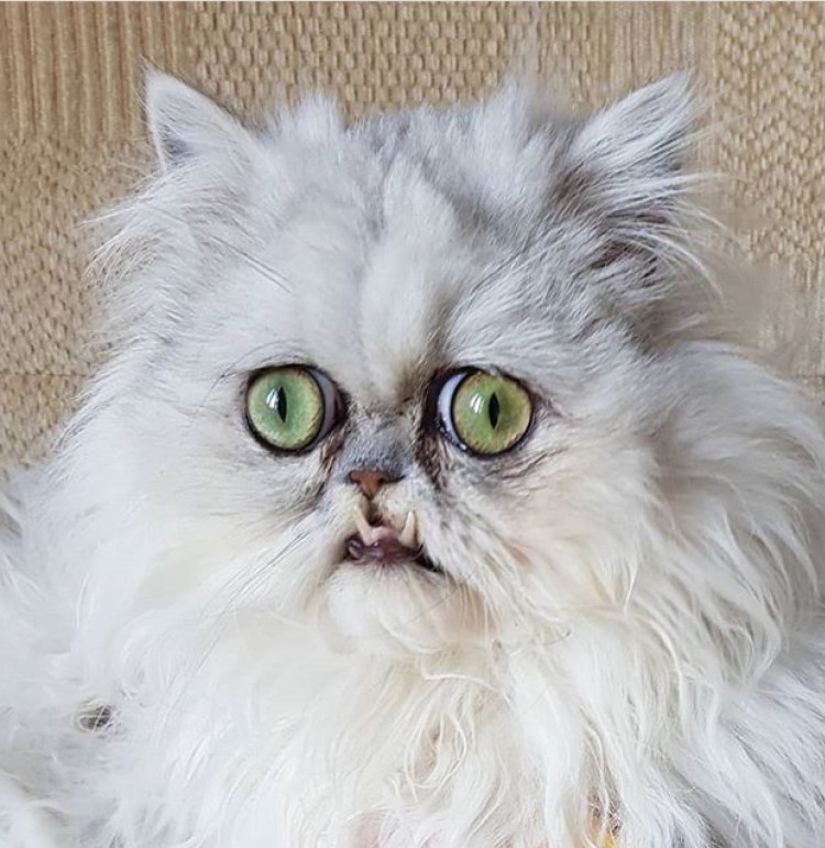 Морщинистый канадский сфинкс