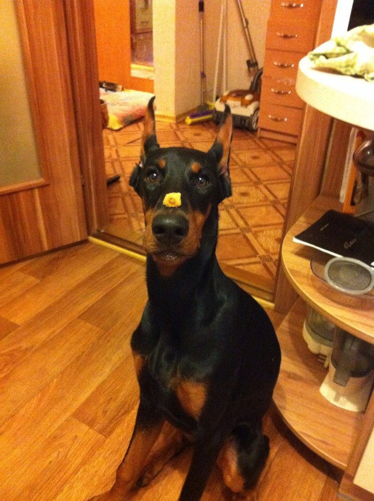 Доберман в доме