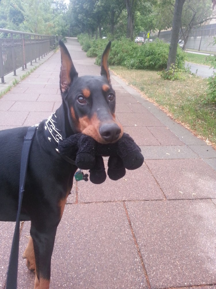 Домашние собаки Доберман