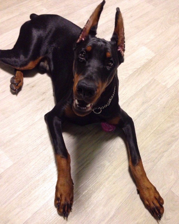 Собака Доберман щенок