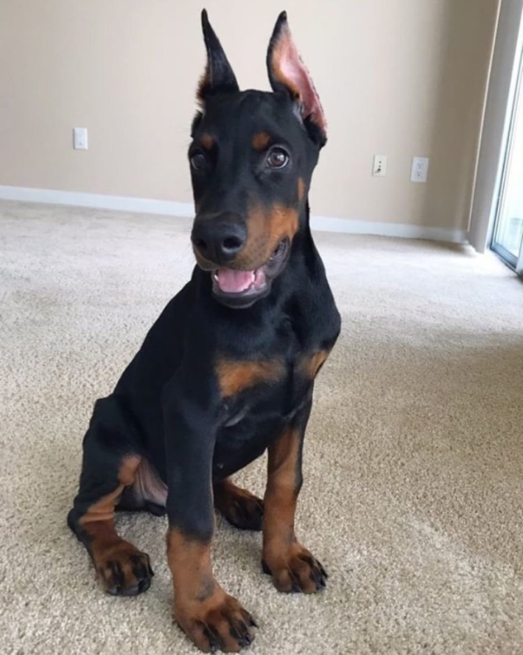 Милые собаки Доберман