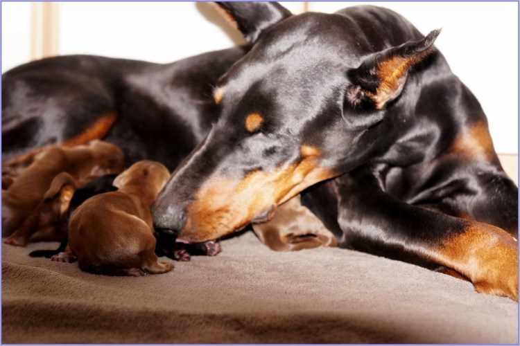 Доберман щенок