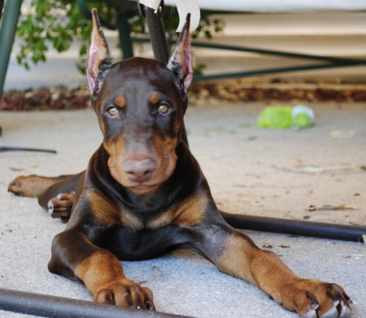 Доберман на кровати