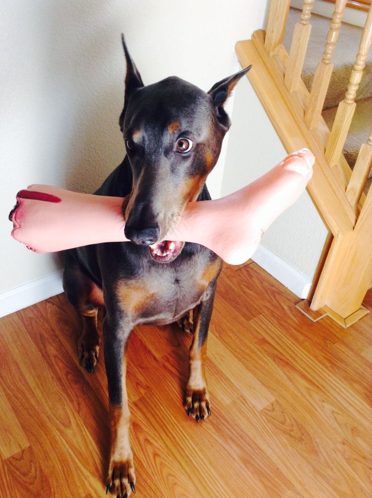 Доберман-пинчер щенок