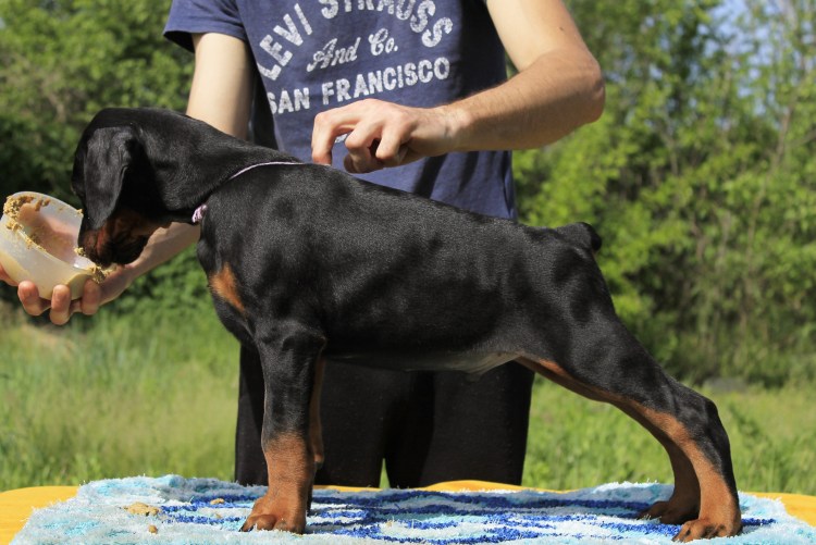 Босерон порода собак