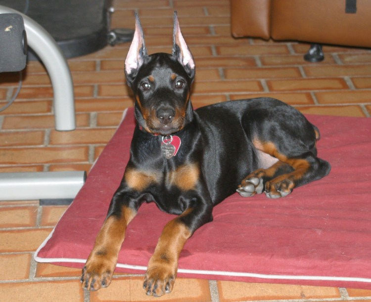 Warlock Doberman