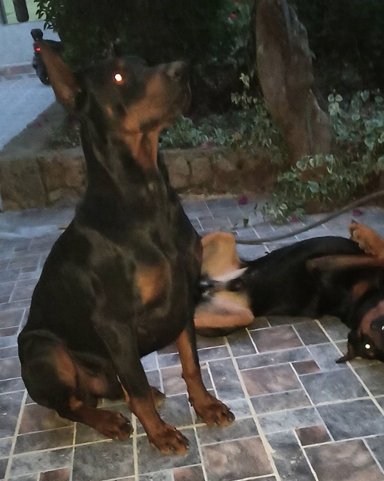 Ротвейлер и Доберман