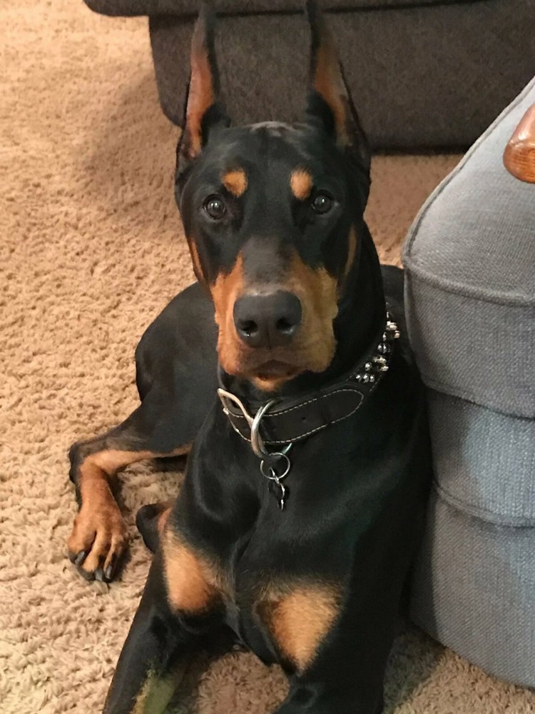 Собака Доберман щенок