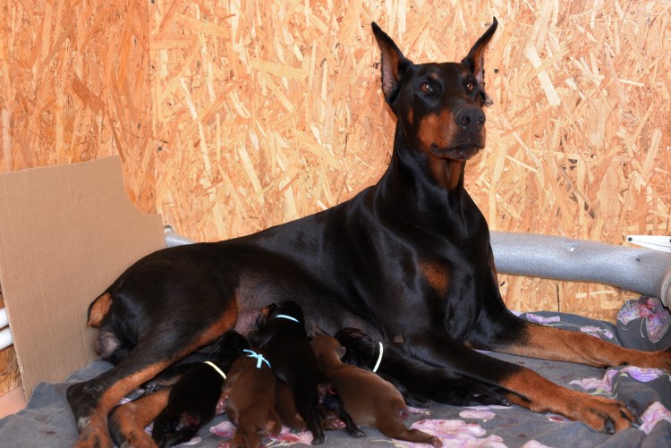 Доберман 1 год