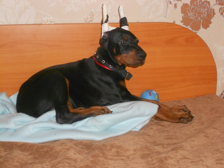 Доберман и чихуахуа