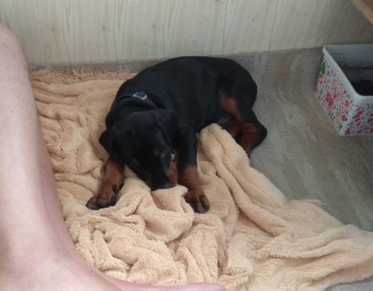 Доберманы Краснодар