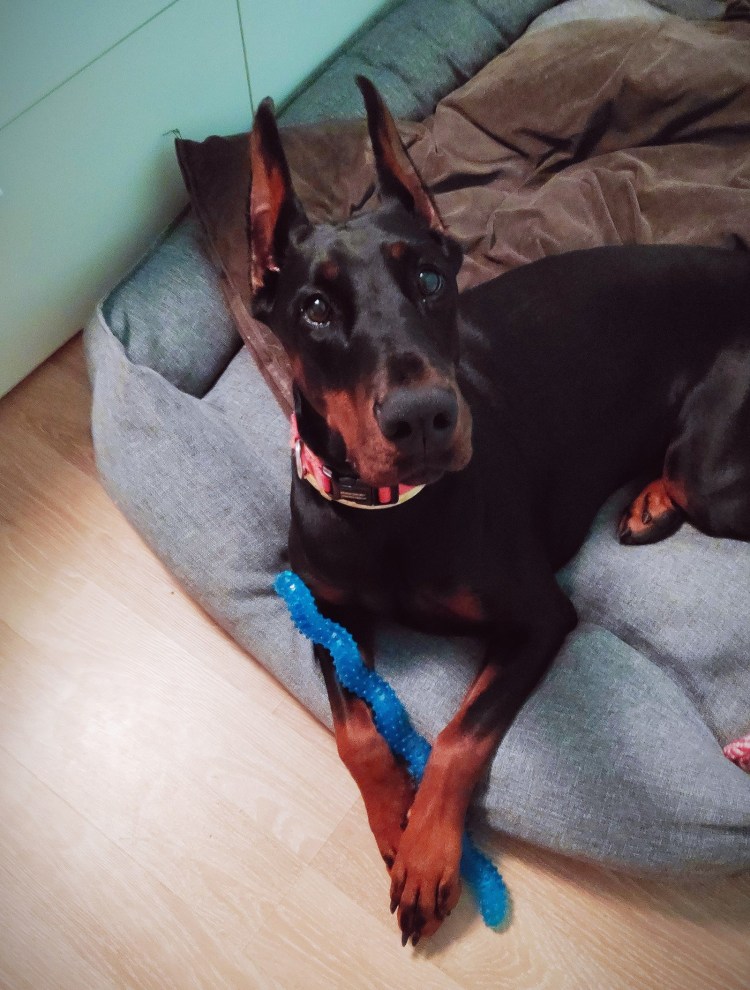 Доберман ДЕРЖИТВ Сирахе