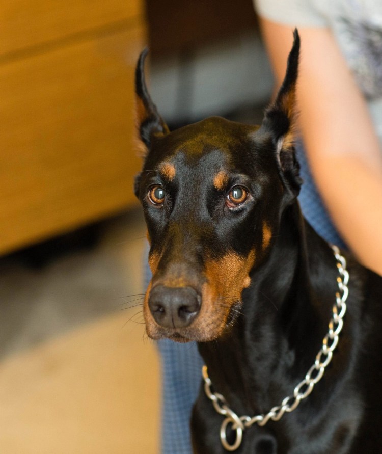 Доберман дымчатый