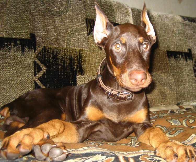 Доберман-пинчер Эстетика