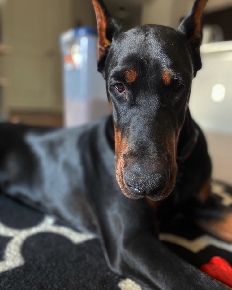 Доберман мать со щенками